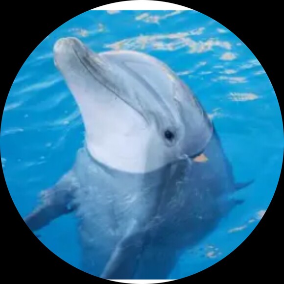 seabluedolphin